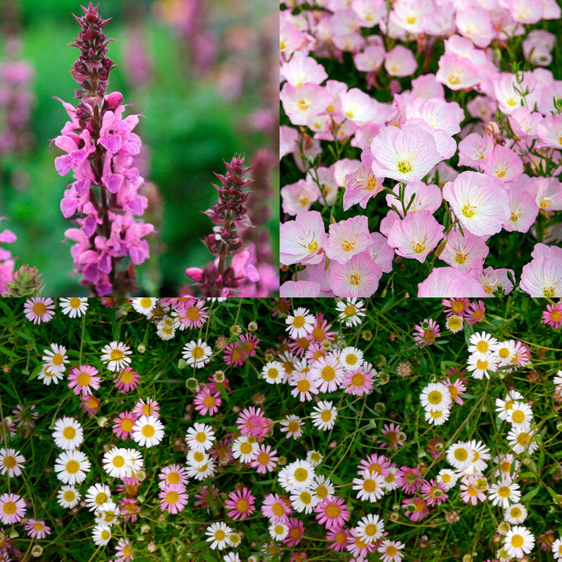 Fotocollage van het pakket zoete zomer: salvia marvel rose, teunisbloem siskiyou en muurfijnstraal