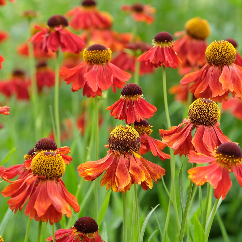 Duurzaam gekweekte helenium met geel/rode bladeren.