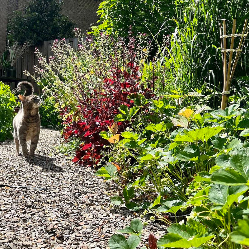 aardbei, border met planten en grindpad met kat