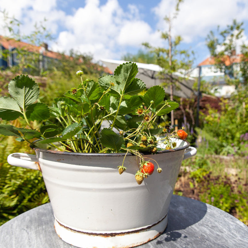 aardbei, witte pot met aardbeiplant op tafel, in tuin