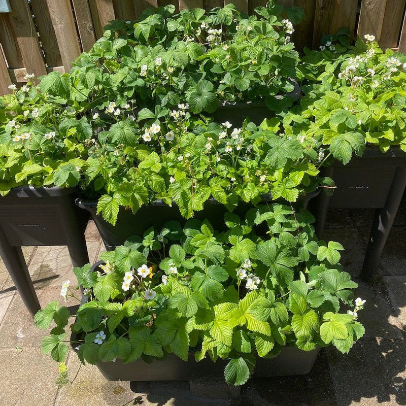 aardbei, planten met witte bloemen in bakken