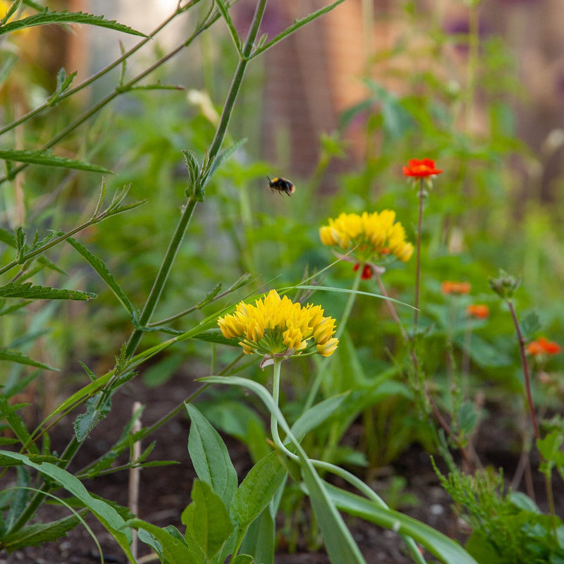 allium moly, gele bloem met bij
