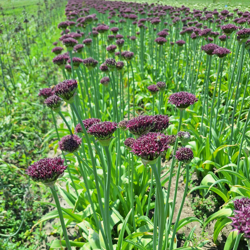 Biologisch gekweekte allium in een veld met donkerpaarse bloemen.