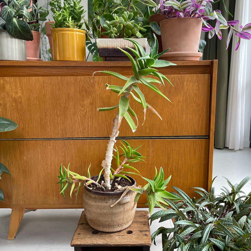 aloe delaetii op krukje in huis
