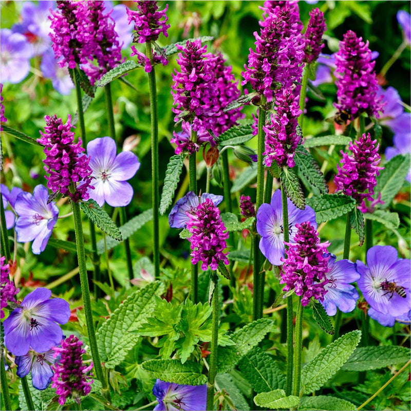 Andoorn Hummelo, tuinplant met diep paarse kaarsvormige bloemen