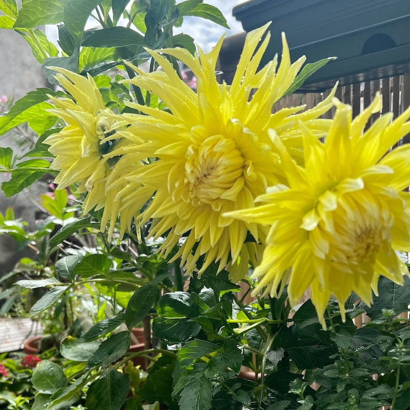dahlia, gele bloemen
