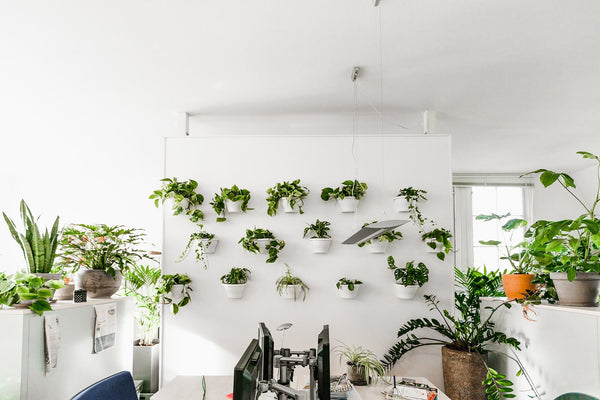 Bedrijven-kantoorplanten-groene muur