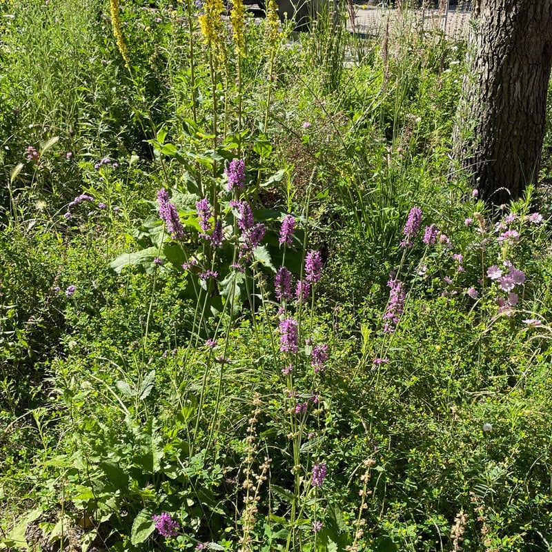 Betonie tussen diverse planten
