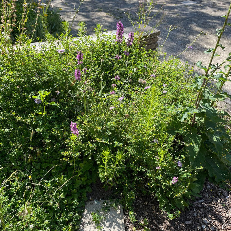Betonie tussen diverse planten