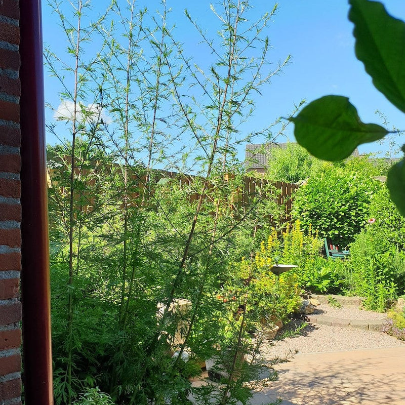 bijvoet, artemisia hoge plant in een tuin