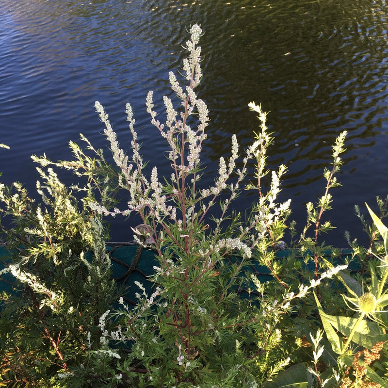 bijvoet, luizenplant aan het water