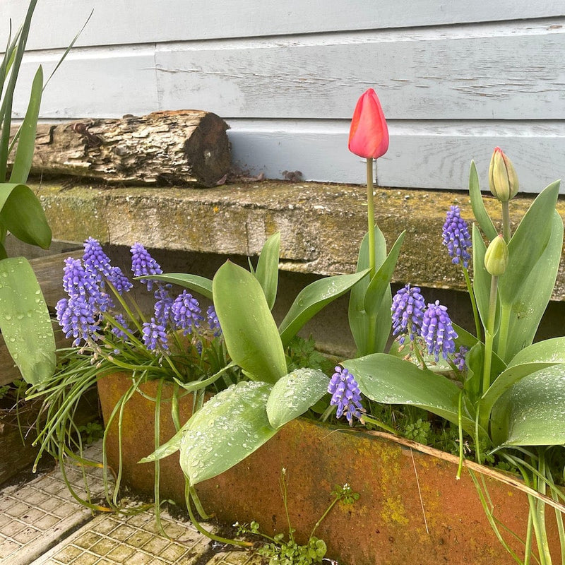 voorjaarsbollen Blauwe druifjes Muscari armeniacum in plantenbak