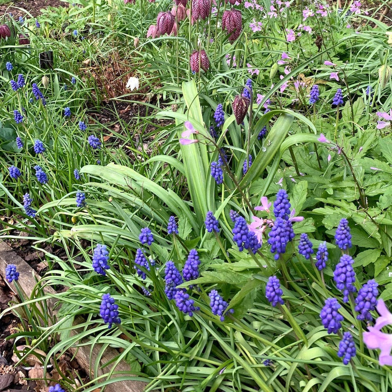 voorjaarsbollen Blauwe druifjes Muscari armeniacum in een border