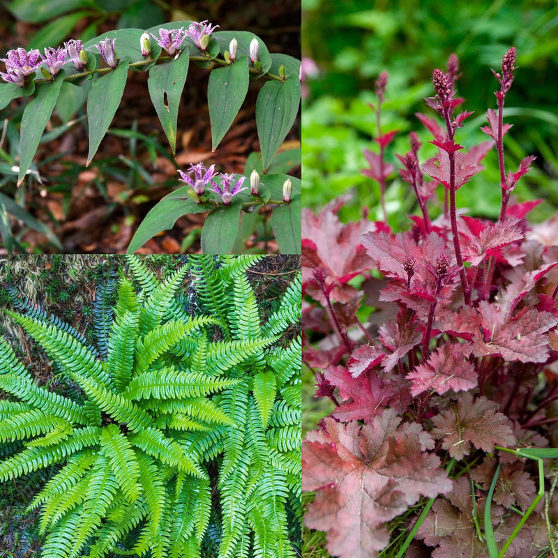 Combi van drie biologische planten die in de schaduw kunnen staan
