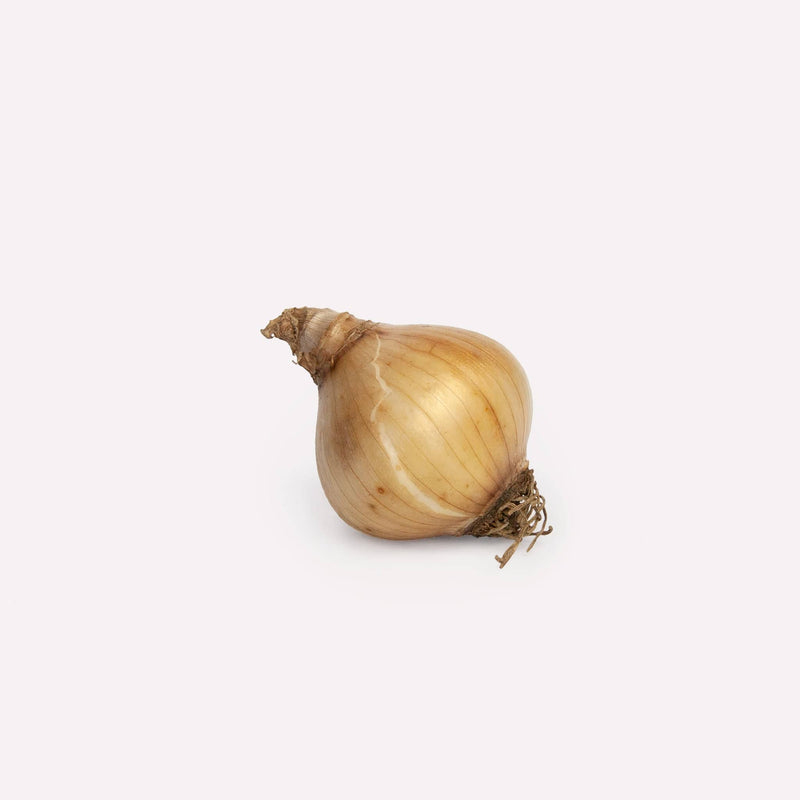 bloembol van narcis Tête à Tête