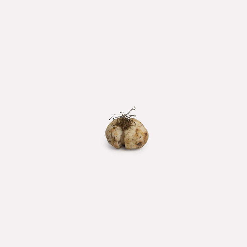 bloembol van kievitsbloem