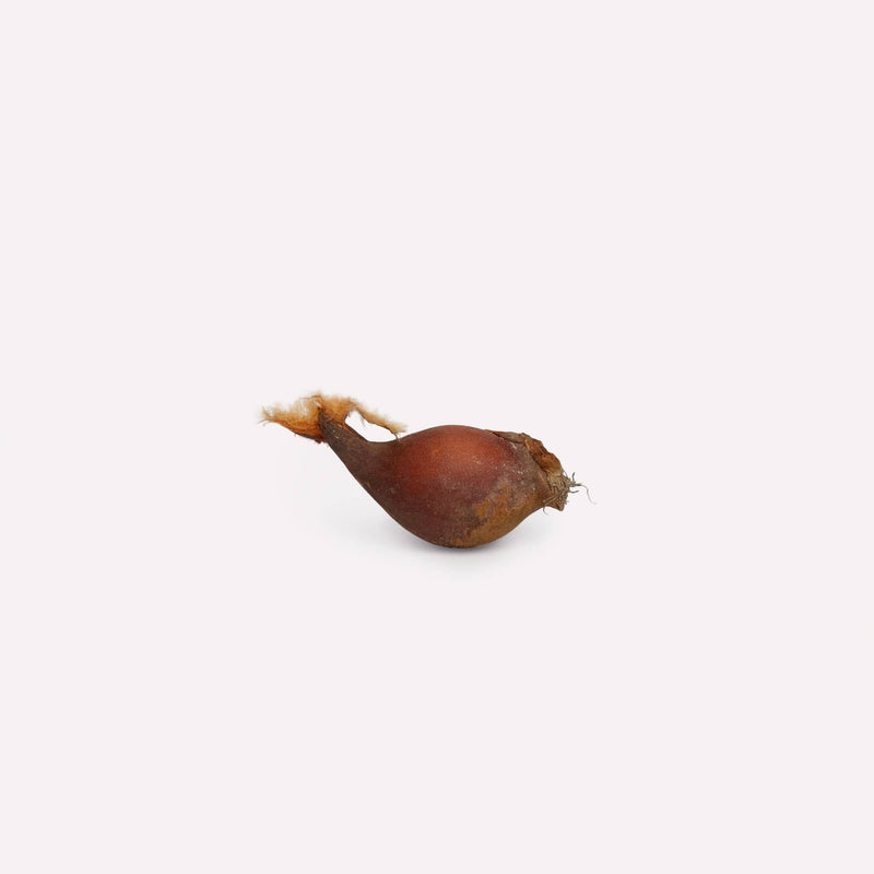 bloembol van botanische tulp clusiana