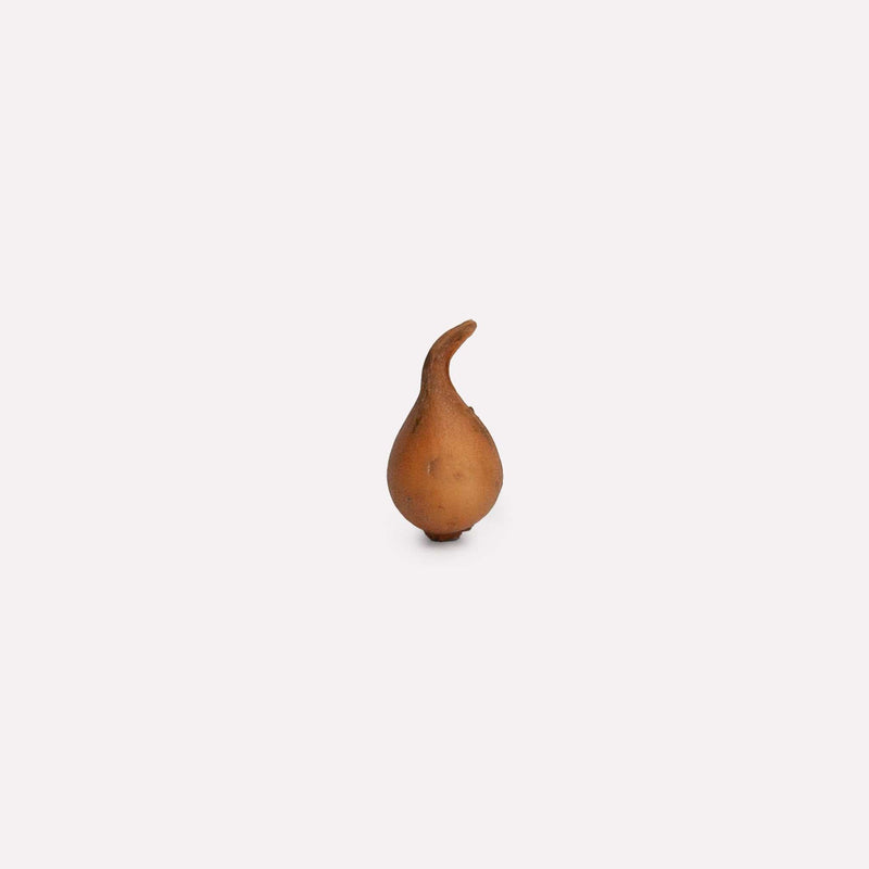 Bloembol van botanische tulp tarda