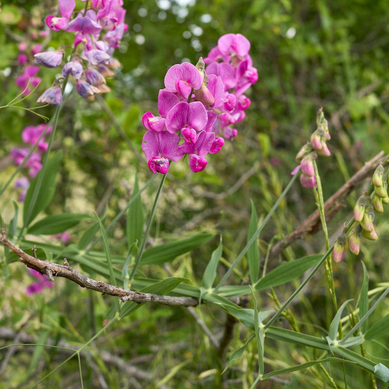 Inheemse Boslathyrus in bloei met roze bloemen.