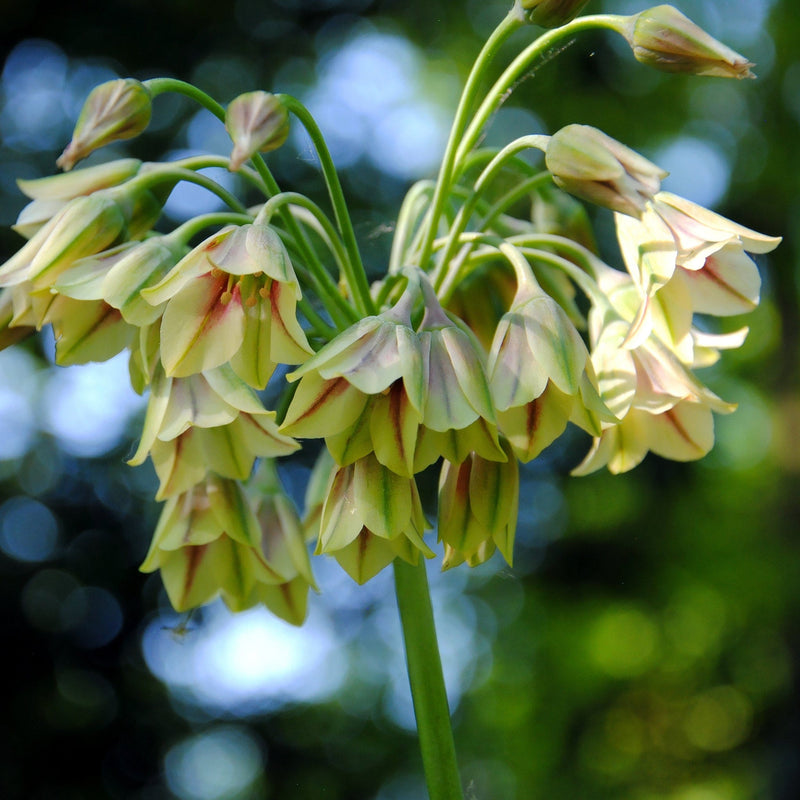 bulgaarse sierui, trossen van geel met rode bloemen uit een bloembol