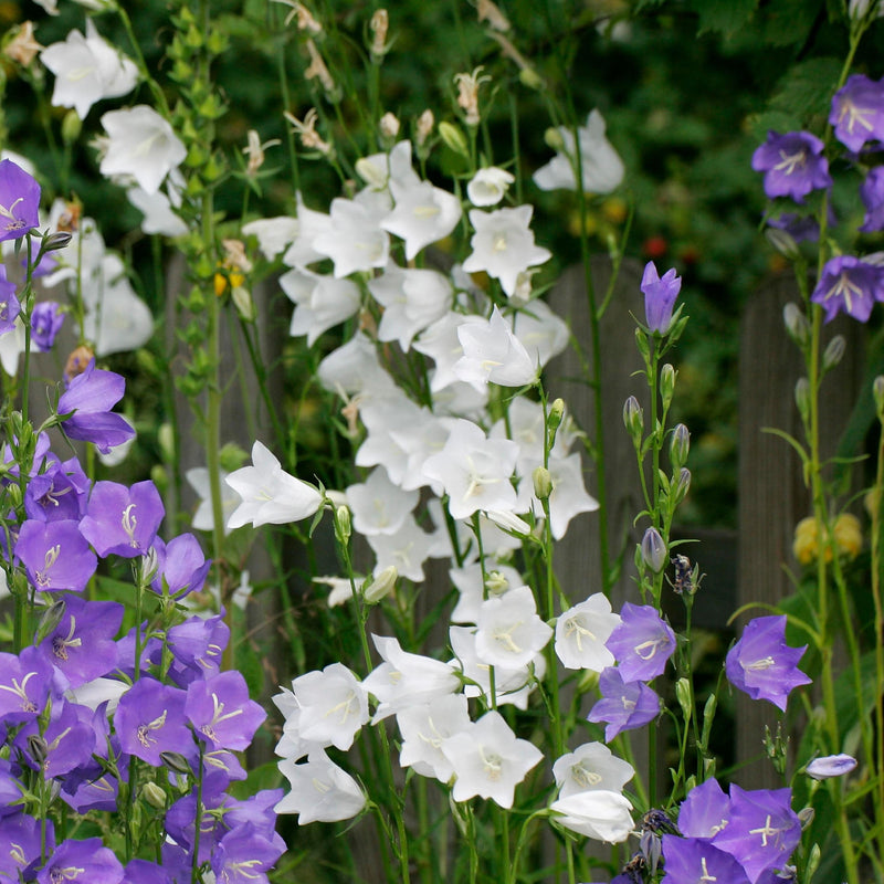 Paarse en witte klokjesbloem of prachtklokje gecombineert.
