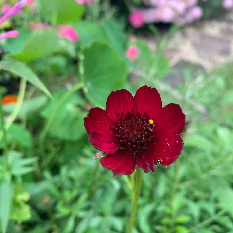 Chocolade cosmos in een tuin, een dieprode bloem op een lange steel