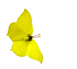 gele vlinder