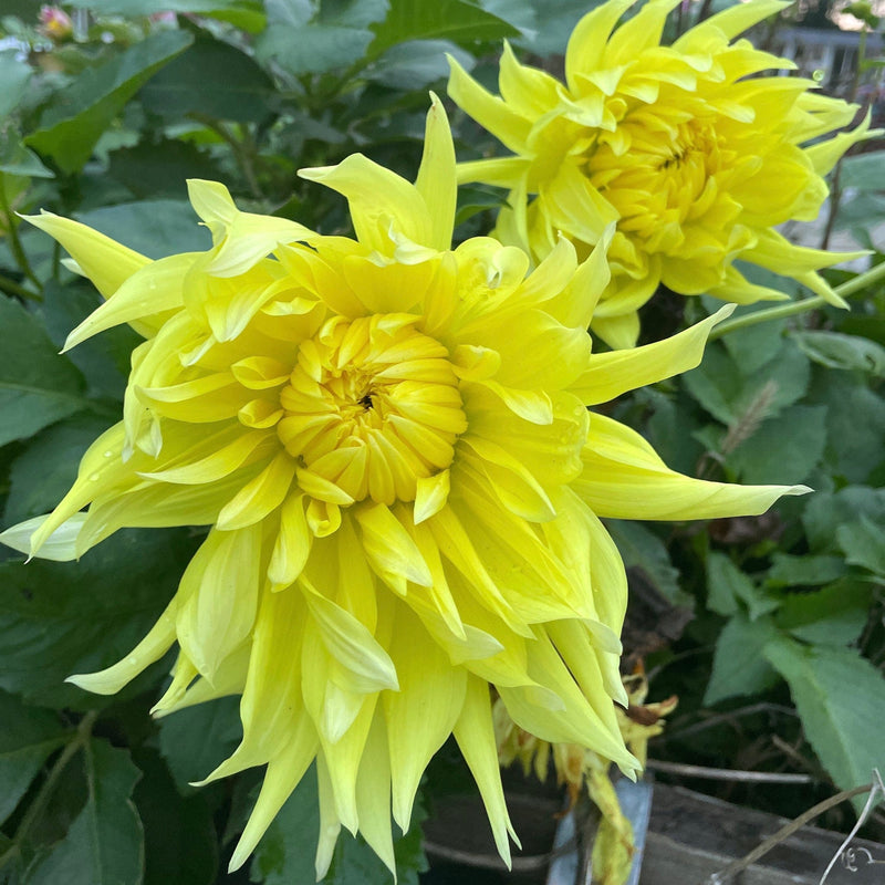 Dahlia Bilbao