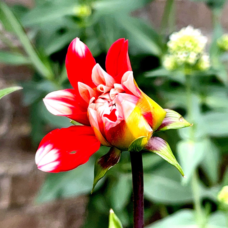 Dahlia Duet
