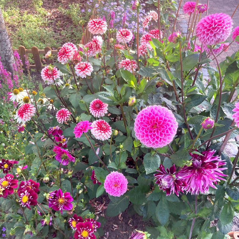 Dahlia Rozemix
