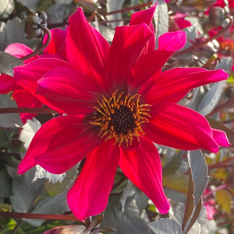 biologische geteelde dahlia met mooie rode bloem