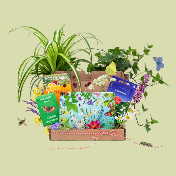 Foto van doosje biodiversiteit met bloemen en insecten eromheen