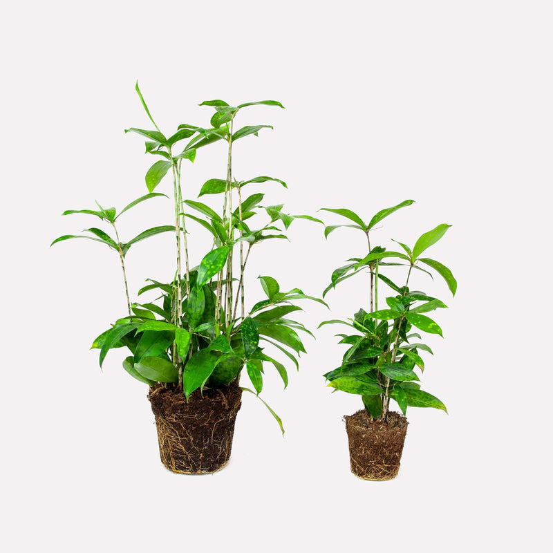 Een grote en een kleine Dracaena surculosa naast elkaar