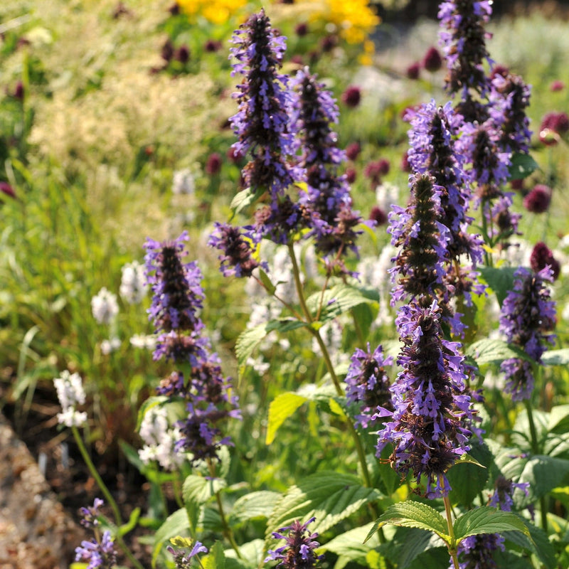 dropplant black adder paarse aren in tuin