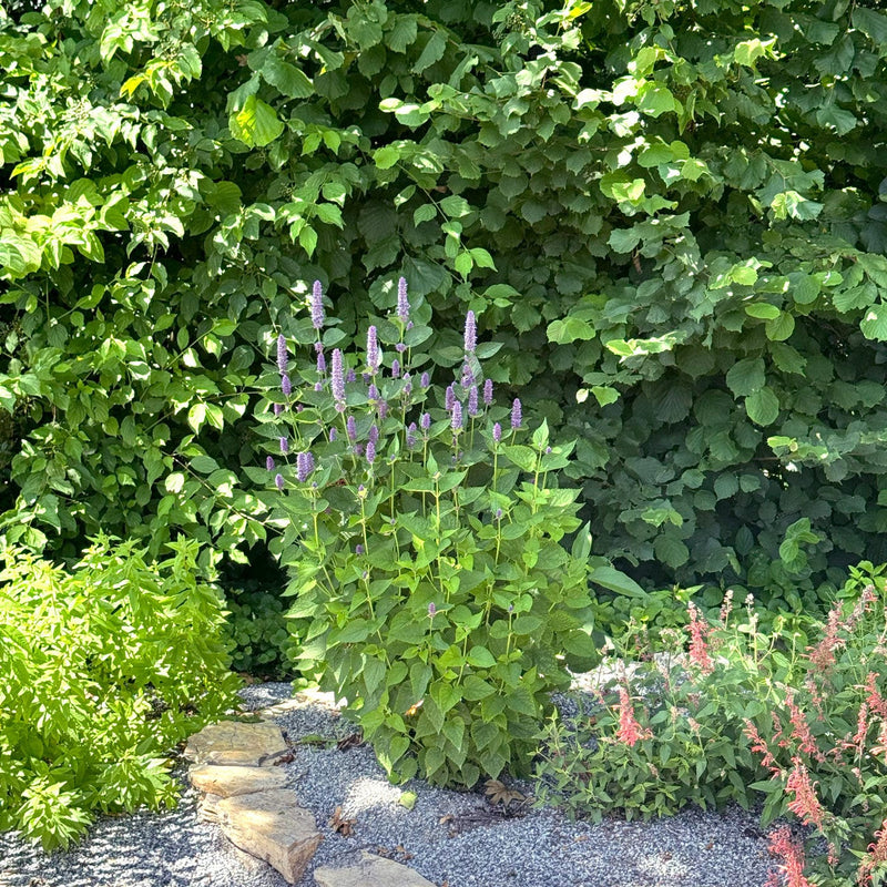 Biologische dropplant agastache blue fortune in tuin