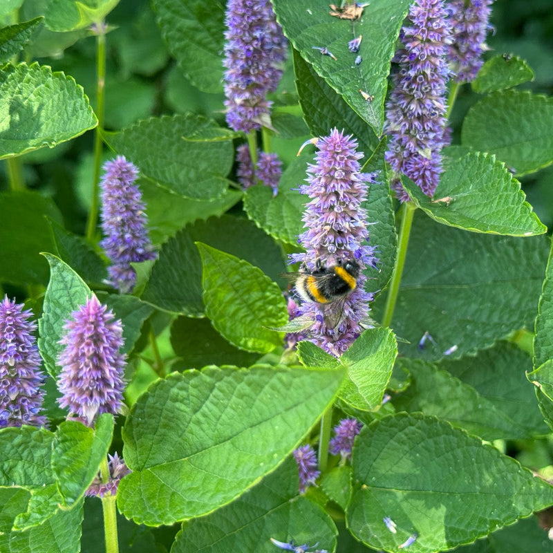 Close-up biologische dropplant agastache blue fortune met bij