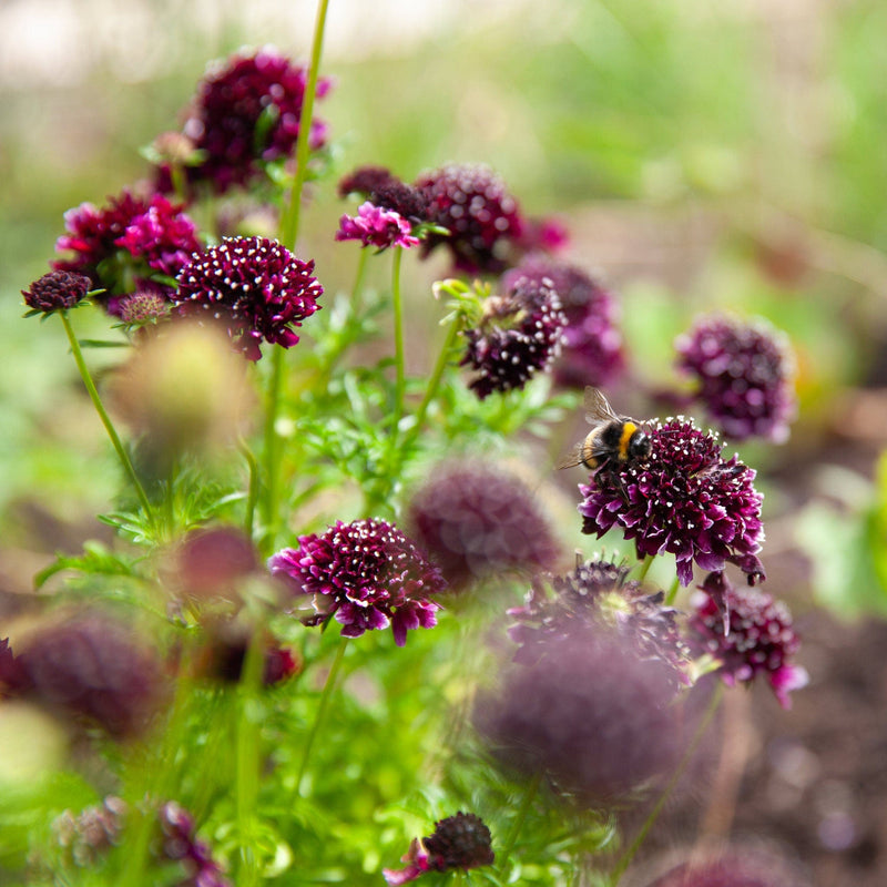 biologisch Duifkruid, tuinplant met dieppaarse bloem en hommel