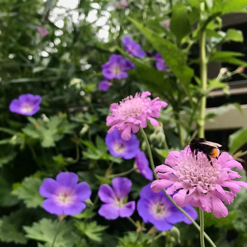 Zomerbloei Roze-lila-violet
