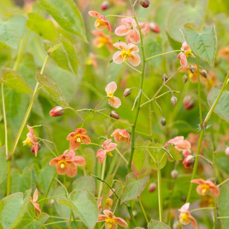 biologische elfenbloem, epimedium, oranje bloemetjes