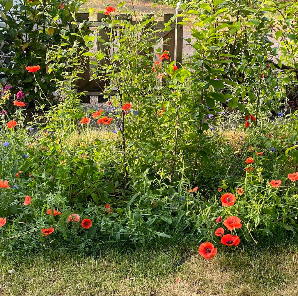 Tuiny forest in een tuin