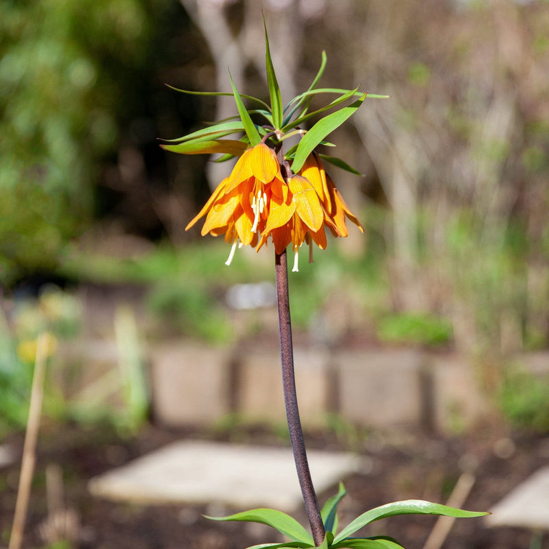 Biologische bloembol van fritallaria uitgegroeid tot oranje bloem.