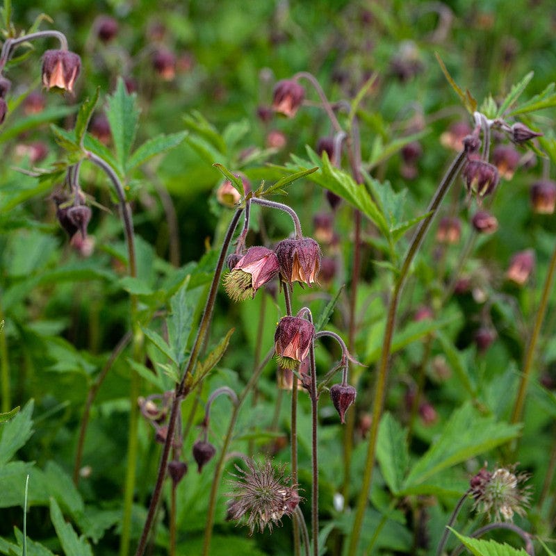 Biologische inheemse knikkend nagelkruid in bloei in een veld.