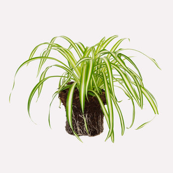 Cadeaupakket: Doosje Biodiversiteit met kamerplanten Cadeaupakket: Doosje Biodiversiteit met kamerplanten