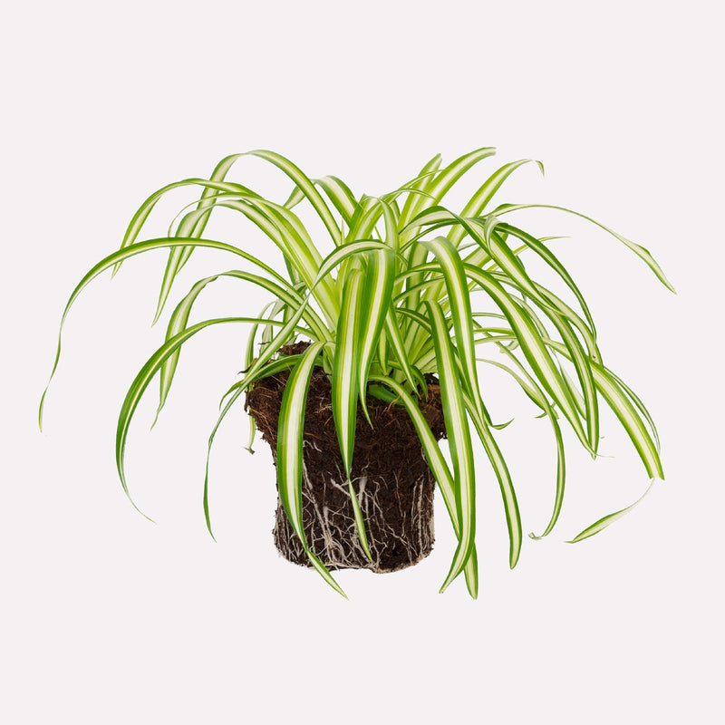 Biologische kamerplant graslelie met groen-gele sprieten