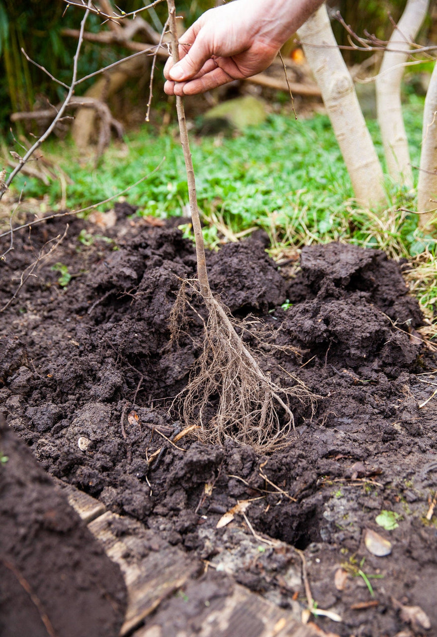 heester planten