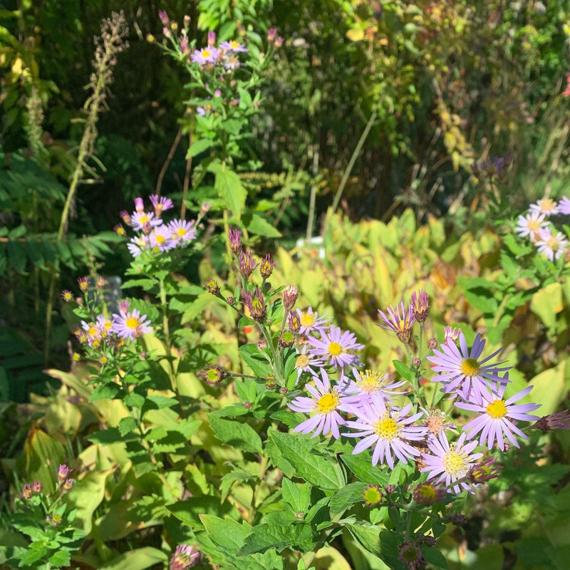 Herfstaster asran in tuin