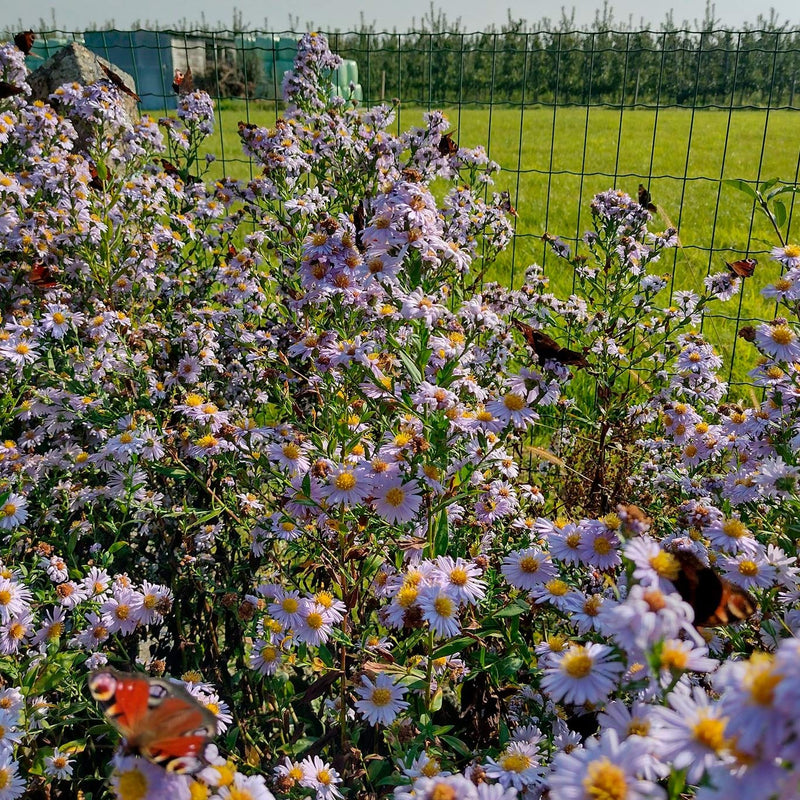 Biologische herfstaster Asran vol met dagpauwoogvlinders