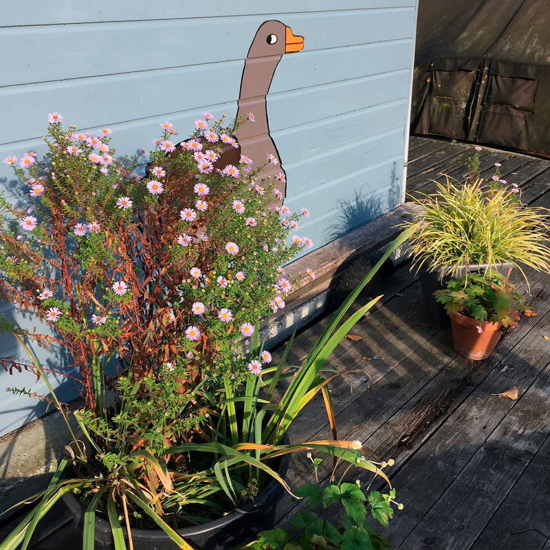 Biologische herfstaster Asran met lila bloemen in pot