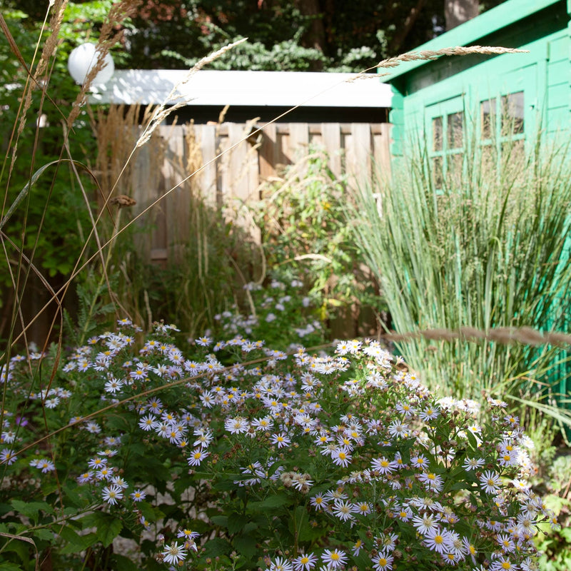 herfstaster asran in een tuin