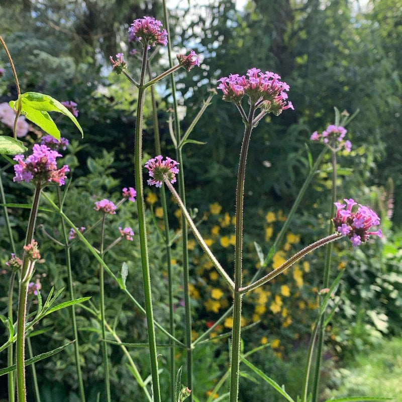 Biologische IJzerhard, clusters paarse bloemetjes op groene lange stengels